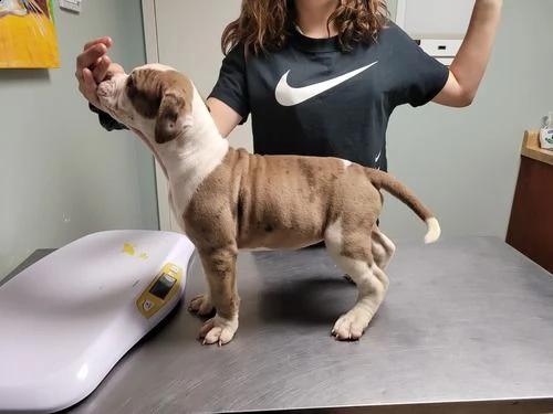 regalo bellissimi maschi e femmine pitbull cuccioli
