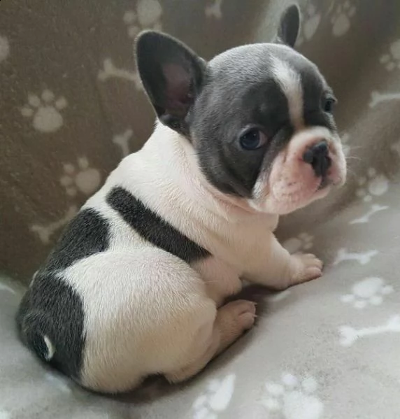 cuccioli di bulldog francese