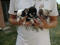 cucciolo di pincher chiwawa