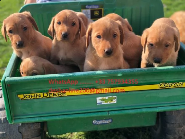 adorabili cuccioli di labrador