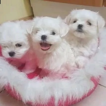 bellissimi cuccioli maltesi