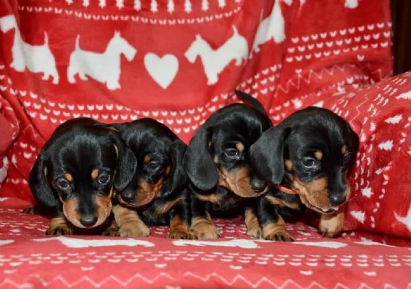 bassotto standard maschio e femmina.