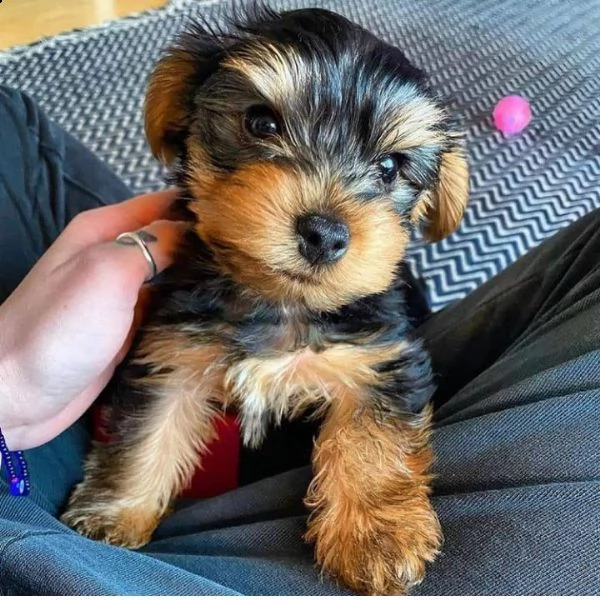 cuccioli di yorkshire di razza pura.