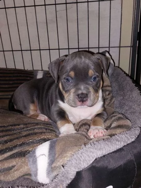 disponibili cuccioli di american pitbull terrier | Foto 4