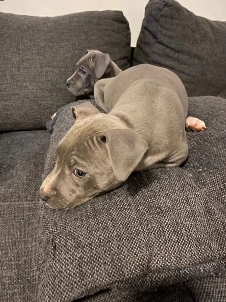 disponibili cuccioli di american pitbull terrier | Foto 1