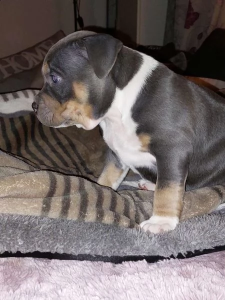 disponibili cuccioli di american pitbull terrier | Foto 0