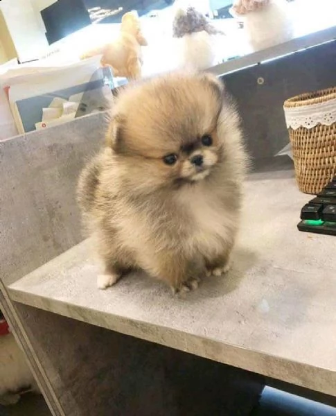 cuccioli di pomerania