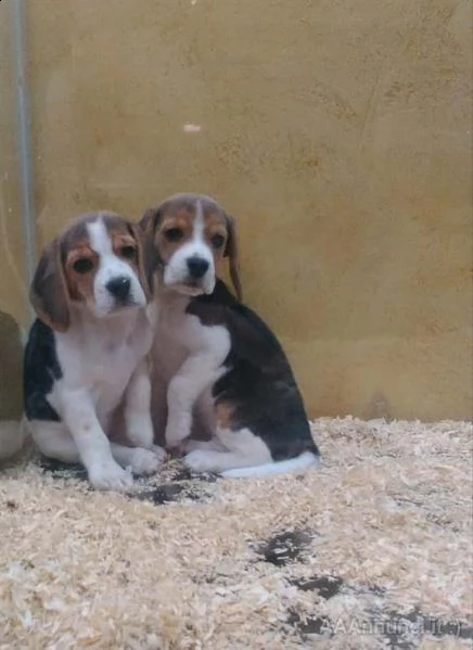 cuccioli beagle tricolore