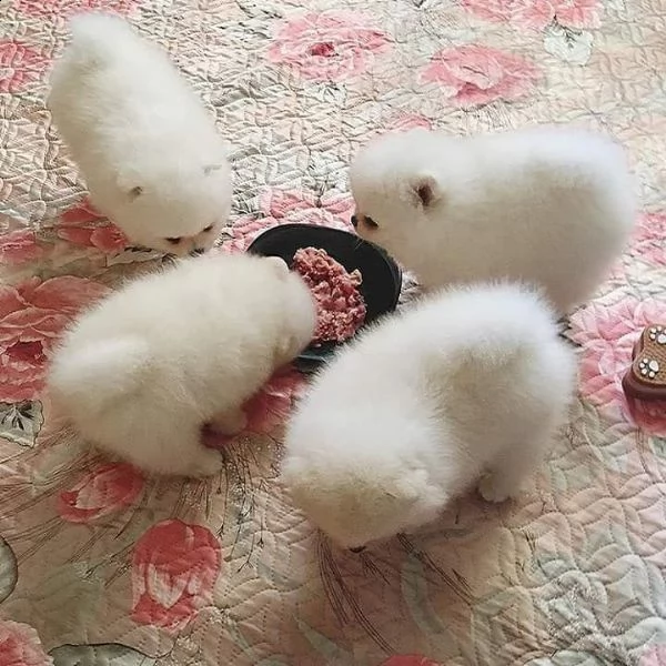 bellissimi cuccioli di pomerania