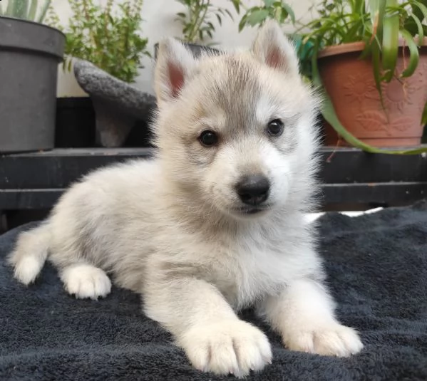 cuccioli di siberian husky loschi e loschi | Foto 0
