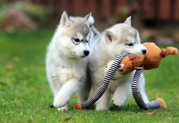 cuccioli di siberian husky loschi e loschi
