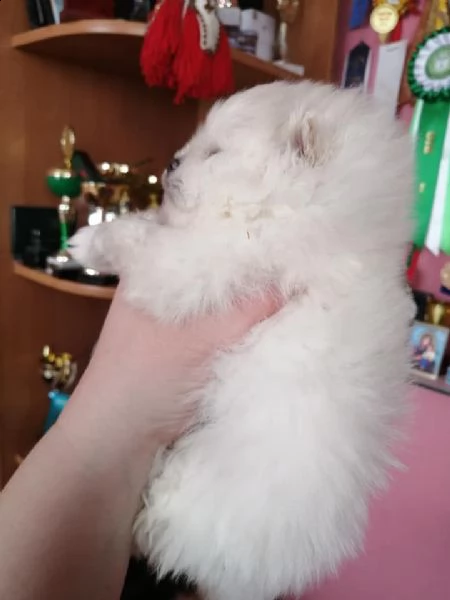 bellissimi cuccioli di pomerania | Foto 0