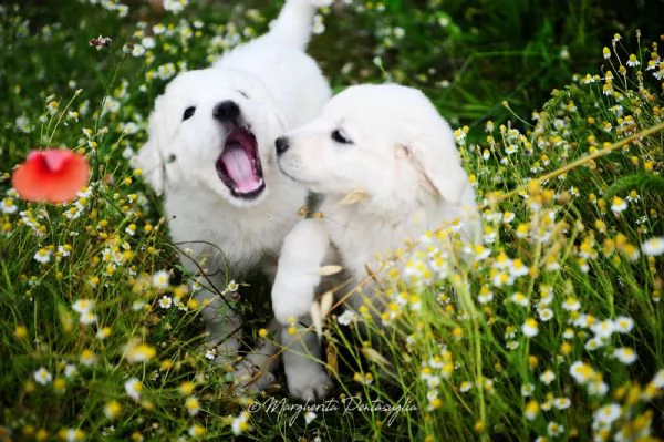 cuccioli surrogato maremmano  | Foto 4