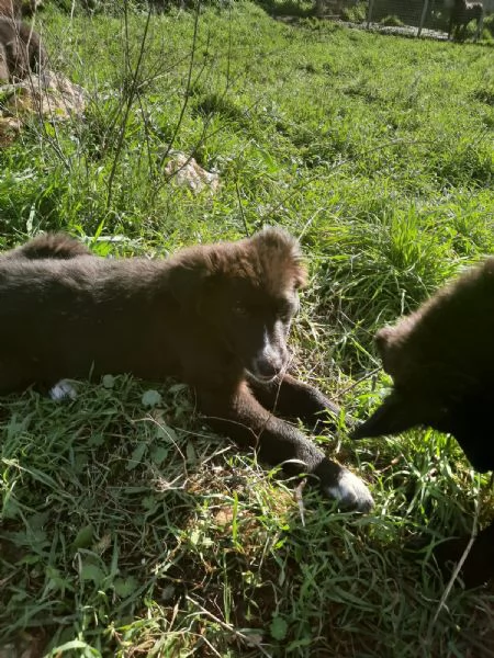 4 cuccioli in cerca di casa  | Foto 4