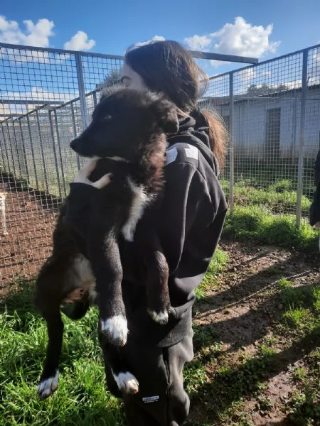 4 cuccioli in cerca di casa  | Foto 3