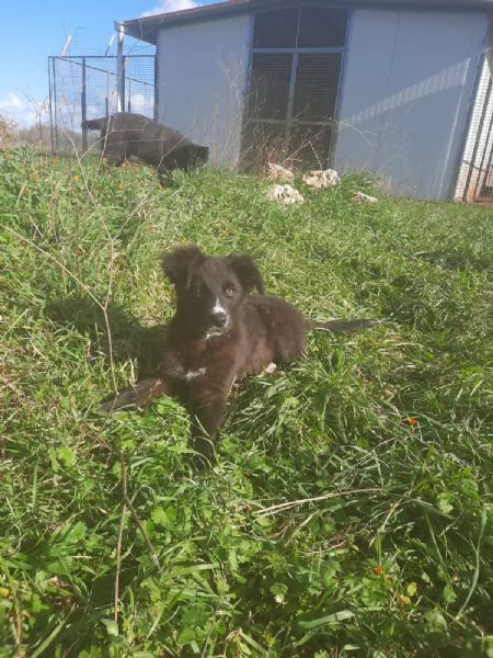 4 cuccioli in cerca di casa  | Foto 1
