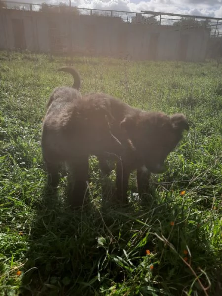 4 cuccioli in cerca di casa  | Foto 0