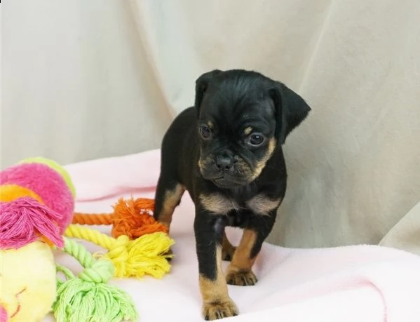 adorabili cuccioli di carlino messi in adozione,