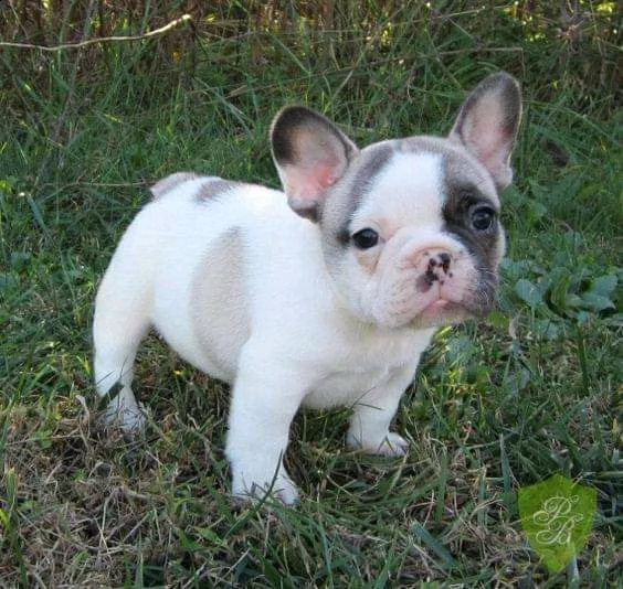 cuccioli di bulldog francese