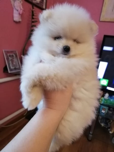 disponibili cuccioli di spitz pomerania