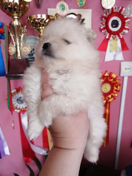 disponibili cuccioli di spitz pomerania | Foto 0