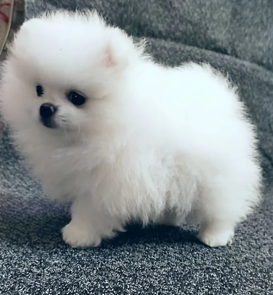 spitz di pomerania toy
