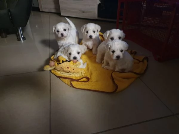 maltese cuccioli maschi e femmine | Foto 0