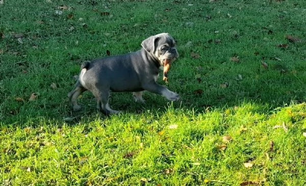 meraviglioso cuccioli bouledogue francese | Foto 2