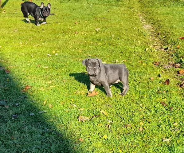 meraviglioso cuccioli bouledogue francese | Foto 1