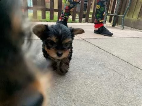 regalo cuccioli di yorkie maschio e femmina | Foto 0