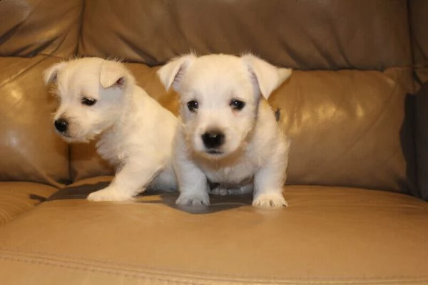 regalo cuccioli westy in vendita