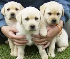 cuccioli di labrador in regalo