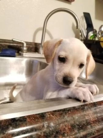 cuccioli di labrador in regalo | Foto 0
