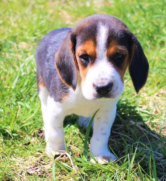 regalo morbidi cuccioli di beagle per adozione