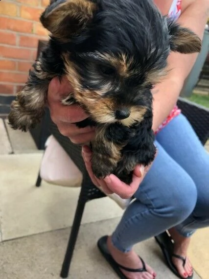 cuccioli di yorkshire maschi e femmine