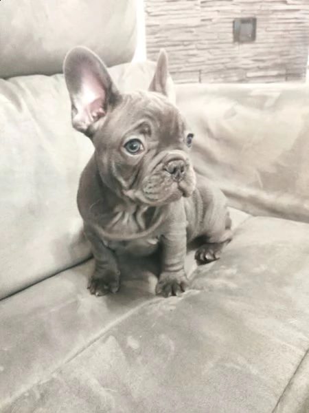 cuccioli di bulldog francese blu