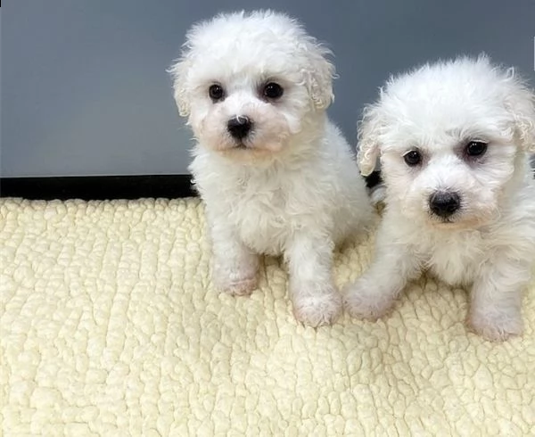   regalo bichon cuccioli meravigliosi ! 