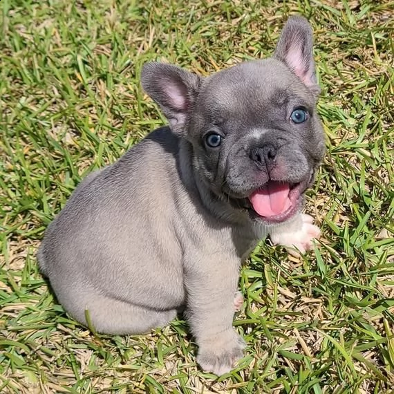 disponibile cucciolo maschio di bulldog francese 