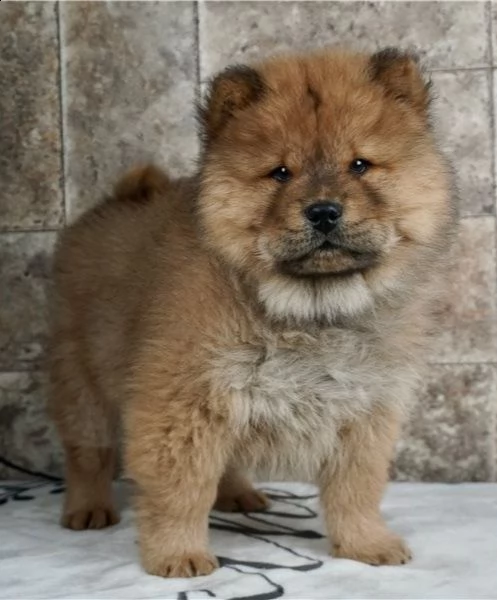 adorabili cuccioli di chow chow impostati per l'adozione, 