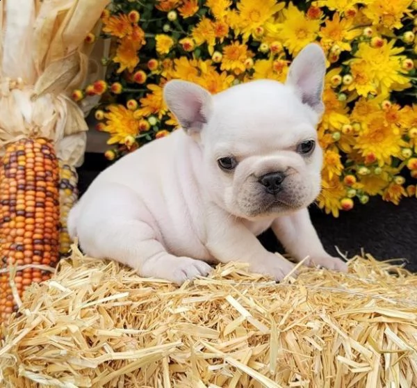 adozione cuccioli di bouledogue francese