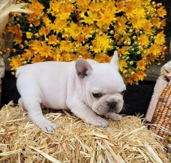 adozione cuccioli di bouledogue francese | Foto 1