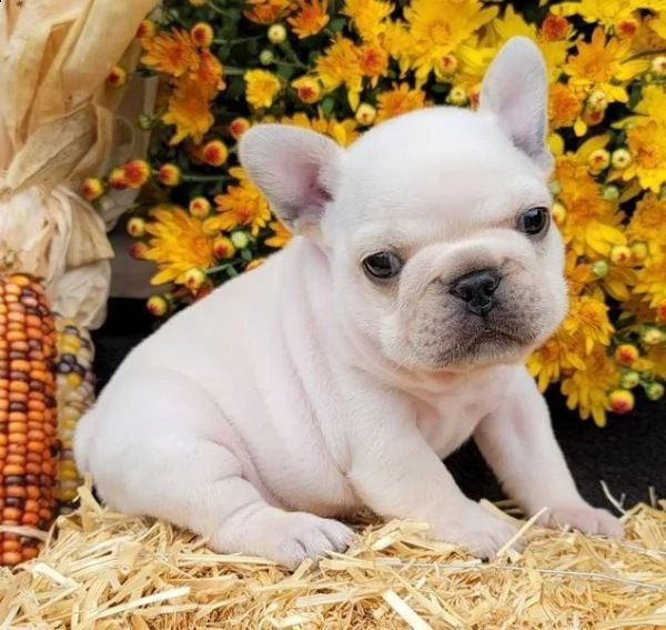 adozione cuccioli di bouledogue francese | Foto 0