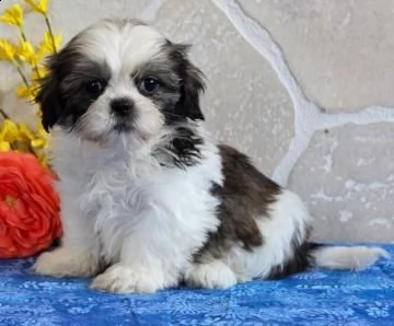 disponibili cuccioli di razza shi-tzu