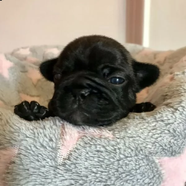 cuccioli di bulldog francese