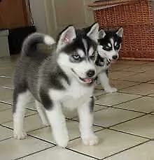 cucciolini di husky siberiano