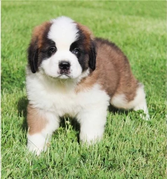  adorabili cuccioli di san bernardo messi in adozione, 