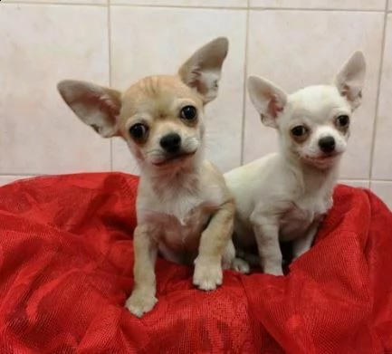cucciolo chihuahua buonissimi e tenerissimi di 70 giorni