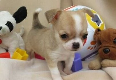 cucciolotti di chihuahua toy