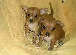 cucciolo di pincher chihuahua toy amorevolissimo giocarellone