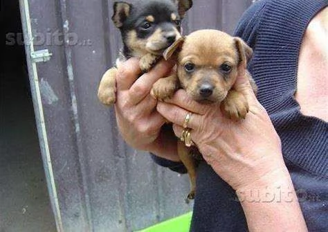 cucciolo pincher chihuahua toy